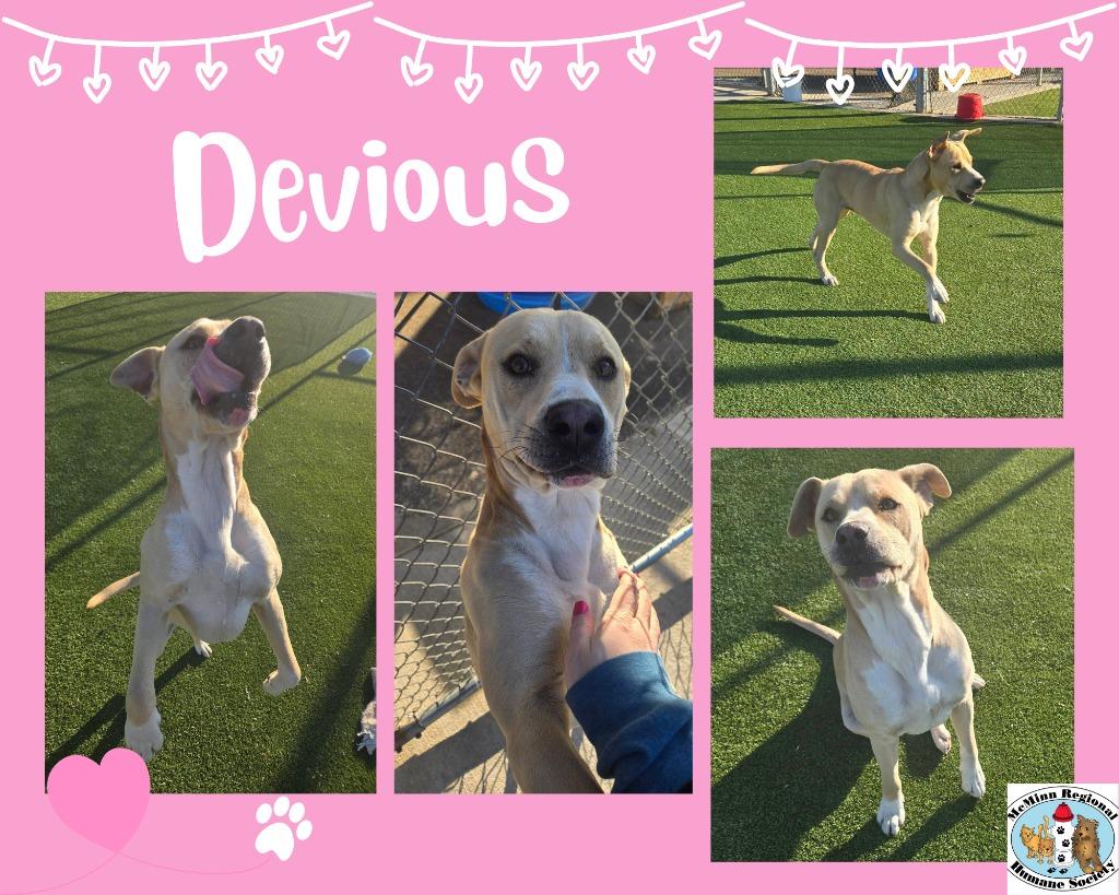 Enlarge Dave (Devious), a Adoptable mixed breed in Athens, TN image 1/2