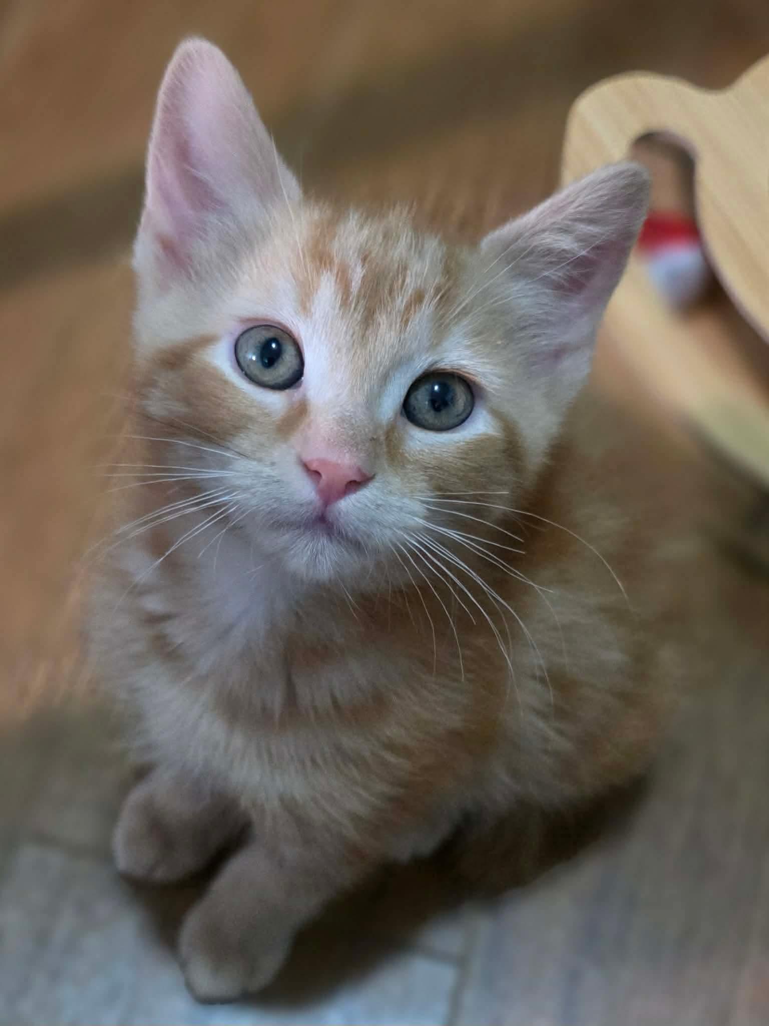 Enlarge Plume, an adopted Domestic Medium Hair in Terrebonne, QC image 5/5