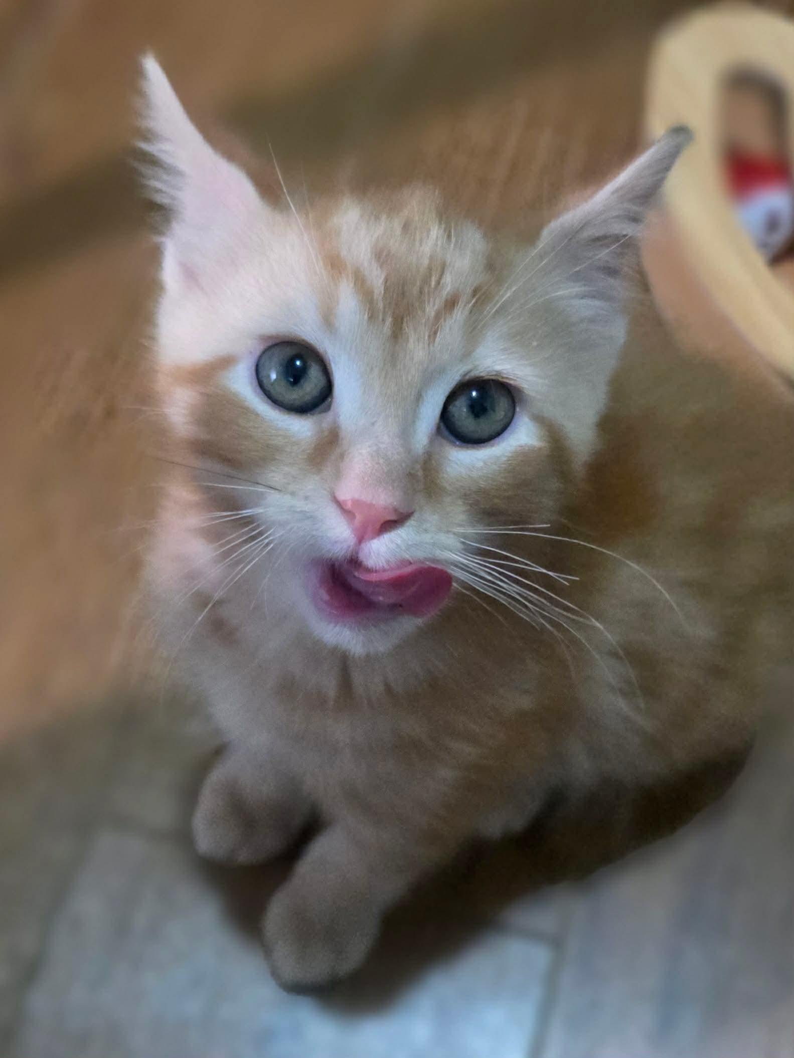 Enlarge Plume, an adopted Domestic Medium Hair in Terrebonne, QC image 2/5