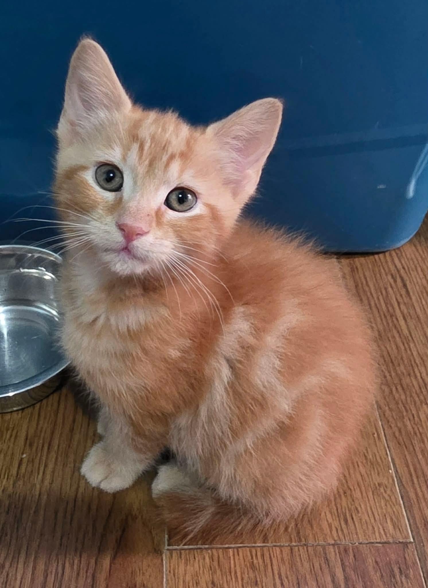 Enlarge Plume, an adopted Domestic Medium Hair in Terrebonne, QC image 3/5