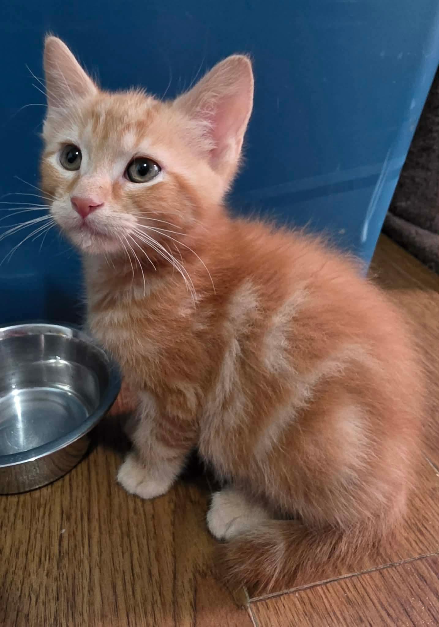 Enlarge Plume, an adopted Domestic Medium Hair in Terrebonne, QC image 4/5