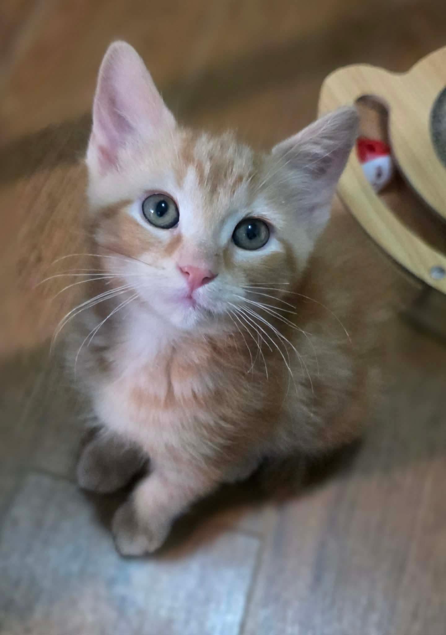 Plume, adopted, Kitten Male Domestic Medium Hair.