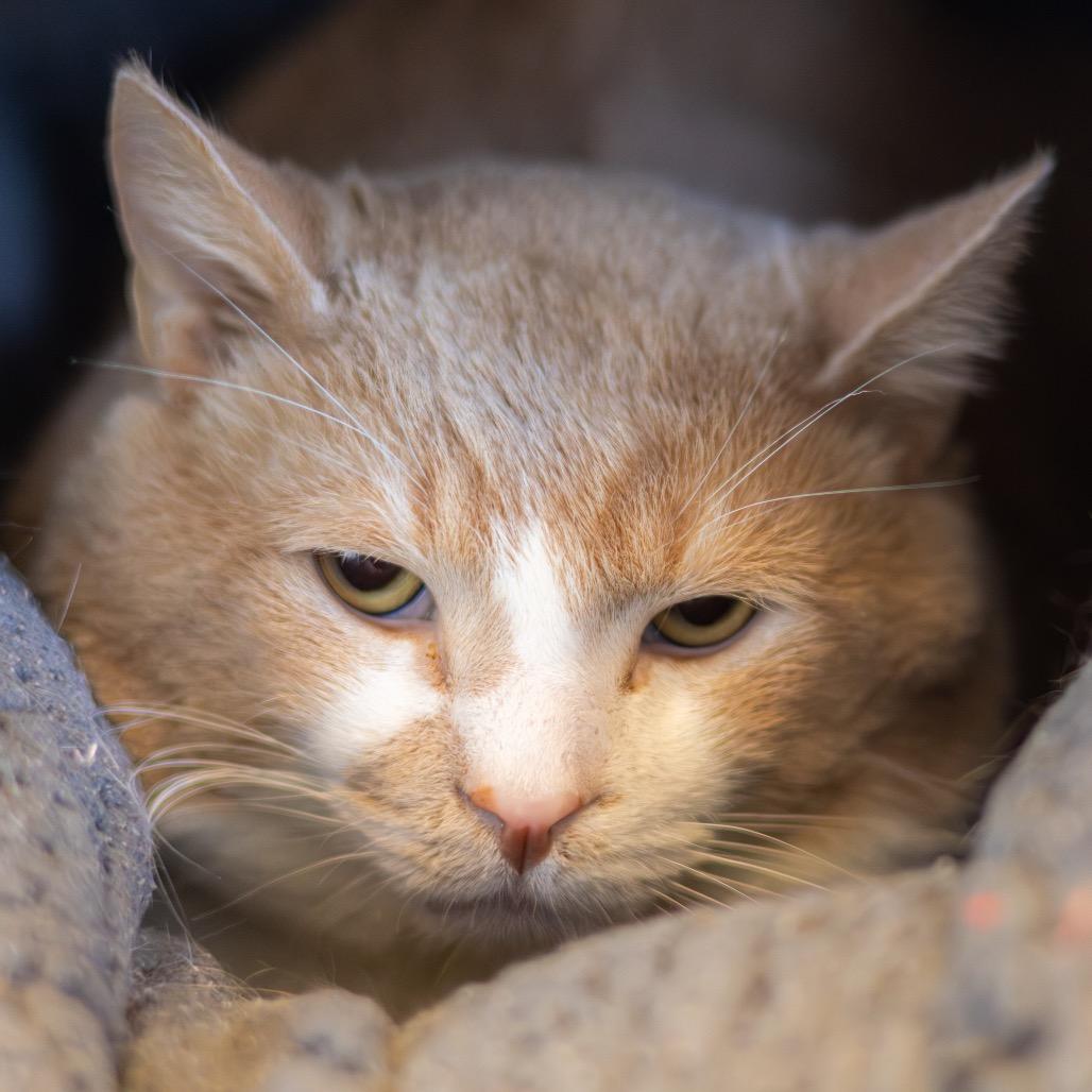 Sir Muttonchop — thumbnail 2