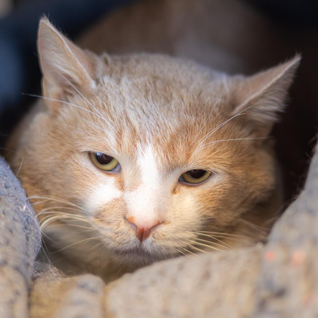 Sir Muttonchop — thumbnail 3