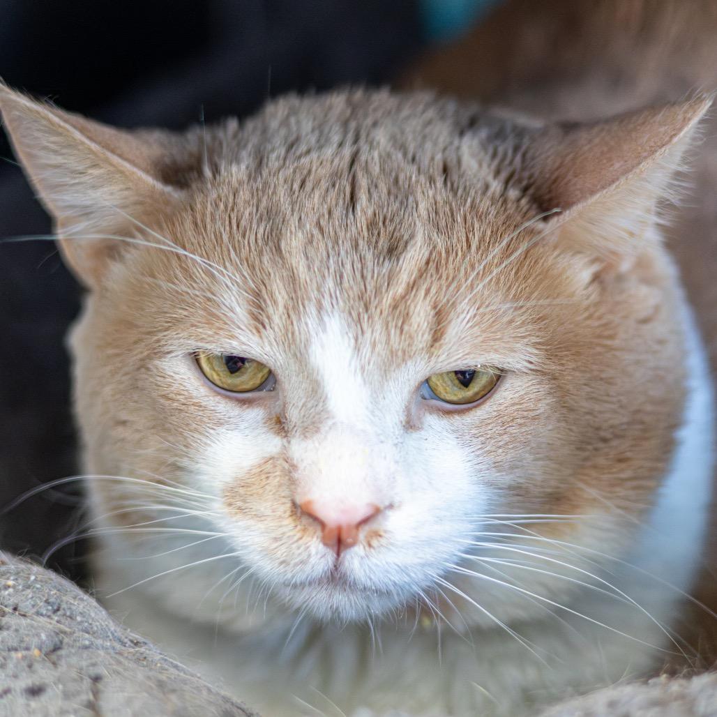 Sir Muttonchop — thumbnail 4