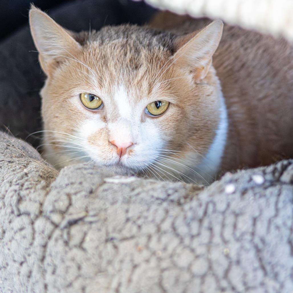 Sir Muttonchop — thumbnail 5