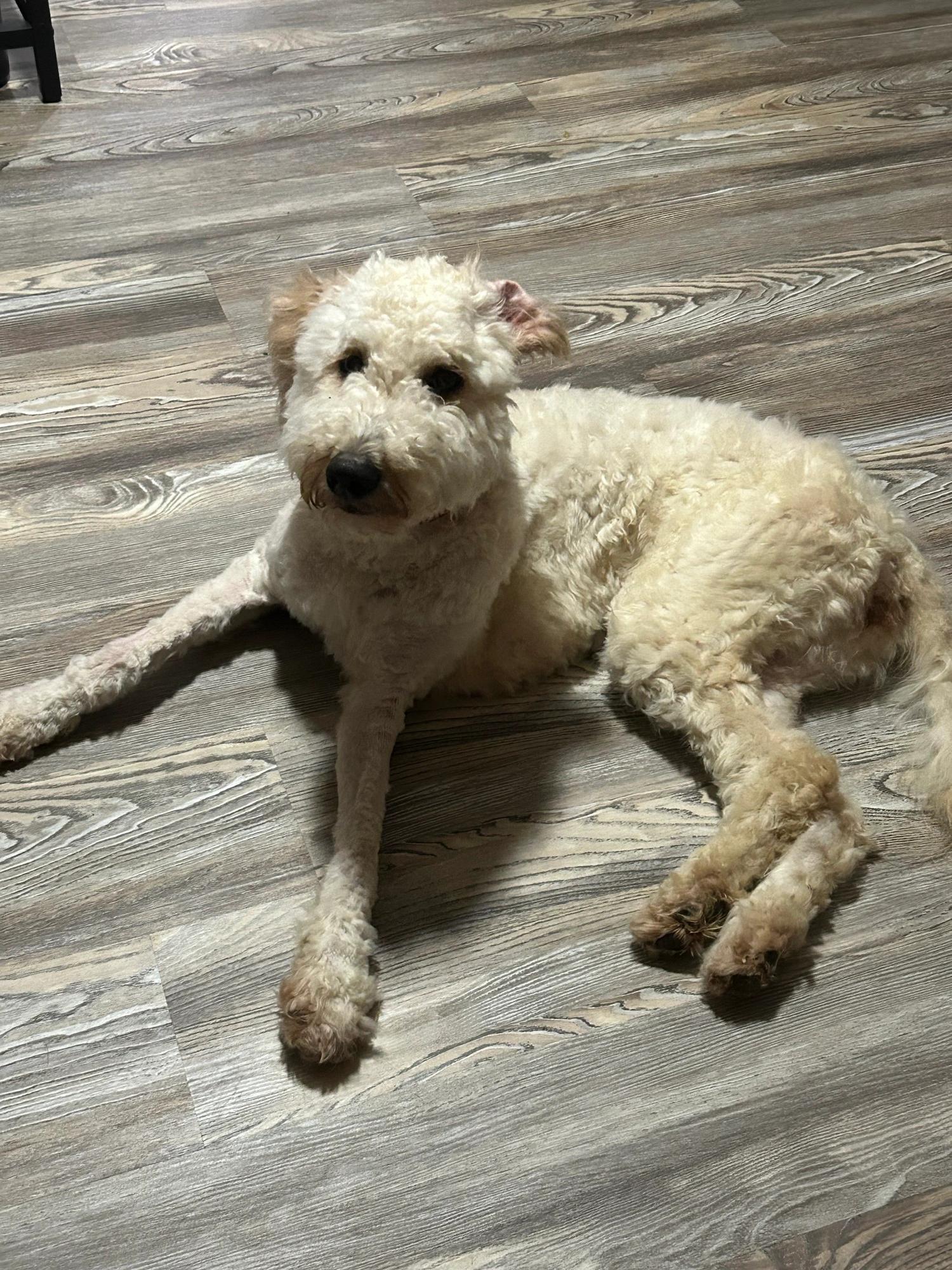 Daisy, Adopted, Young Female Goldendoodle.