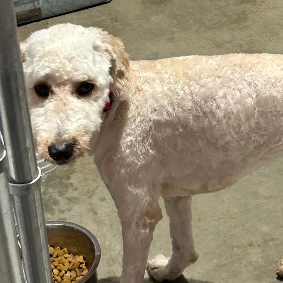 Enlarge Daisy, a Adopted Goldendoodle in Knoxville, TN image 2/4