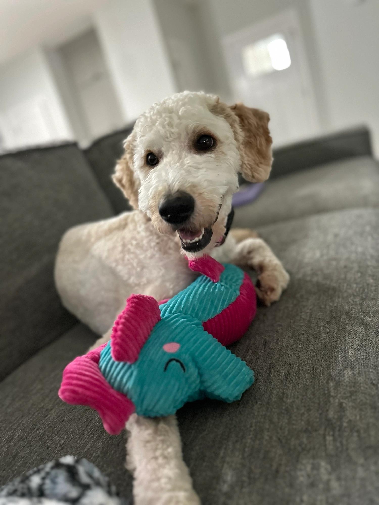 Enlarge Daisy, a Adopted Goldendoodle in Knoxville, TN image 4/4