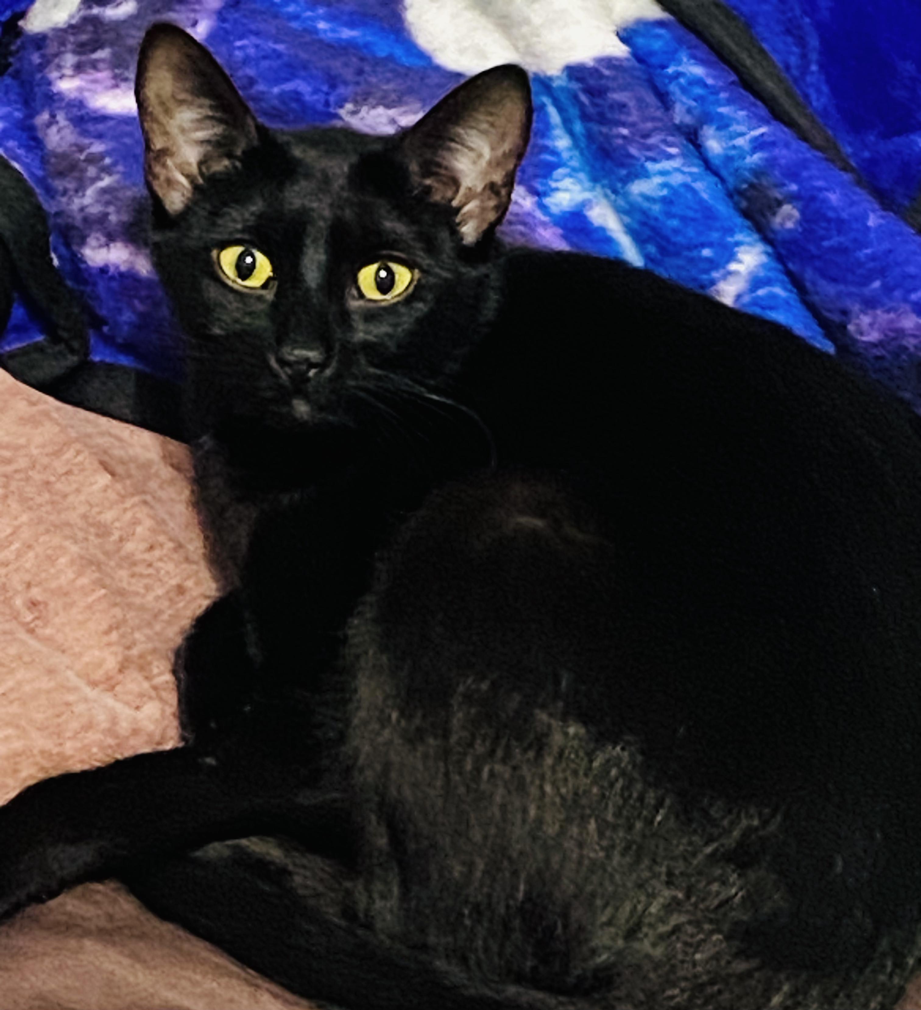 Pumpkin, an adoptable Domestic Short Hair in Lubbock, TX, 79490 | Photo Image 1