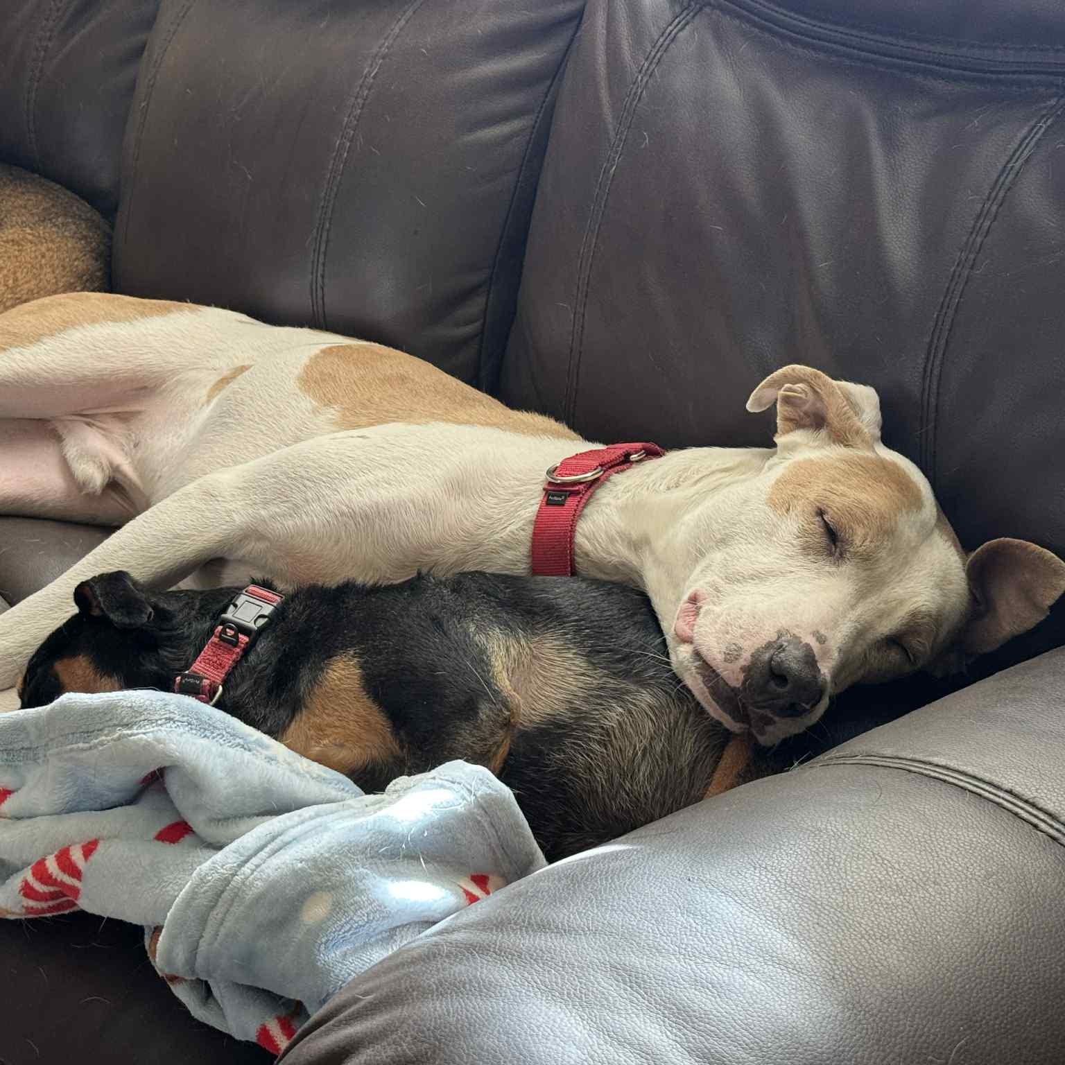 Floyd, a Adoptable mixed breed in Andover, CT image 6/6