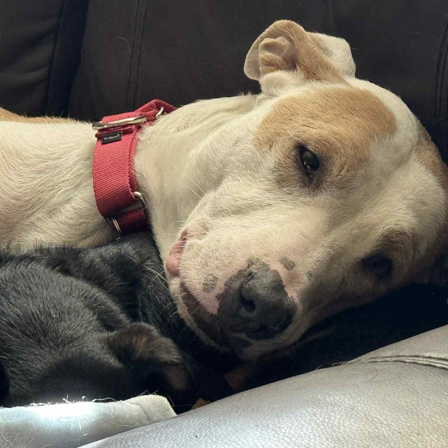 Floyd, Adoptable, Adult Male Catahoula Leopard Dog & Hound.