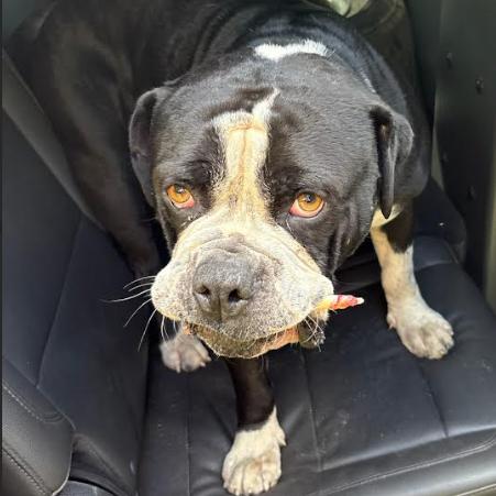 Mayson, Adoptable, Adult Male English Bulldog.