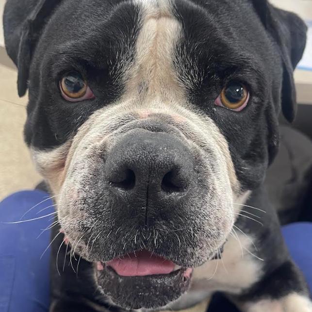 Enlarge Mayson, a Adoptable English Bulldog in Donalsonville, GA image 2/2