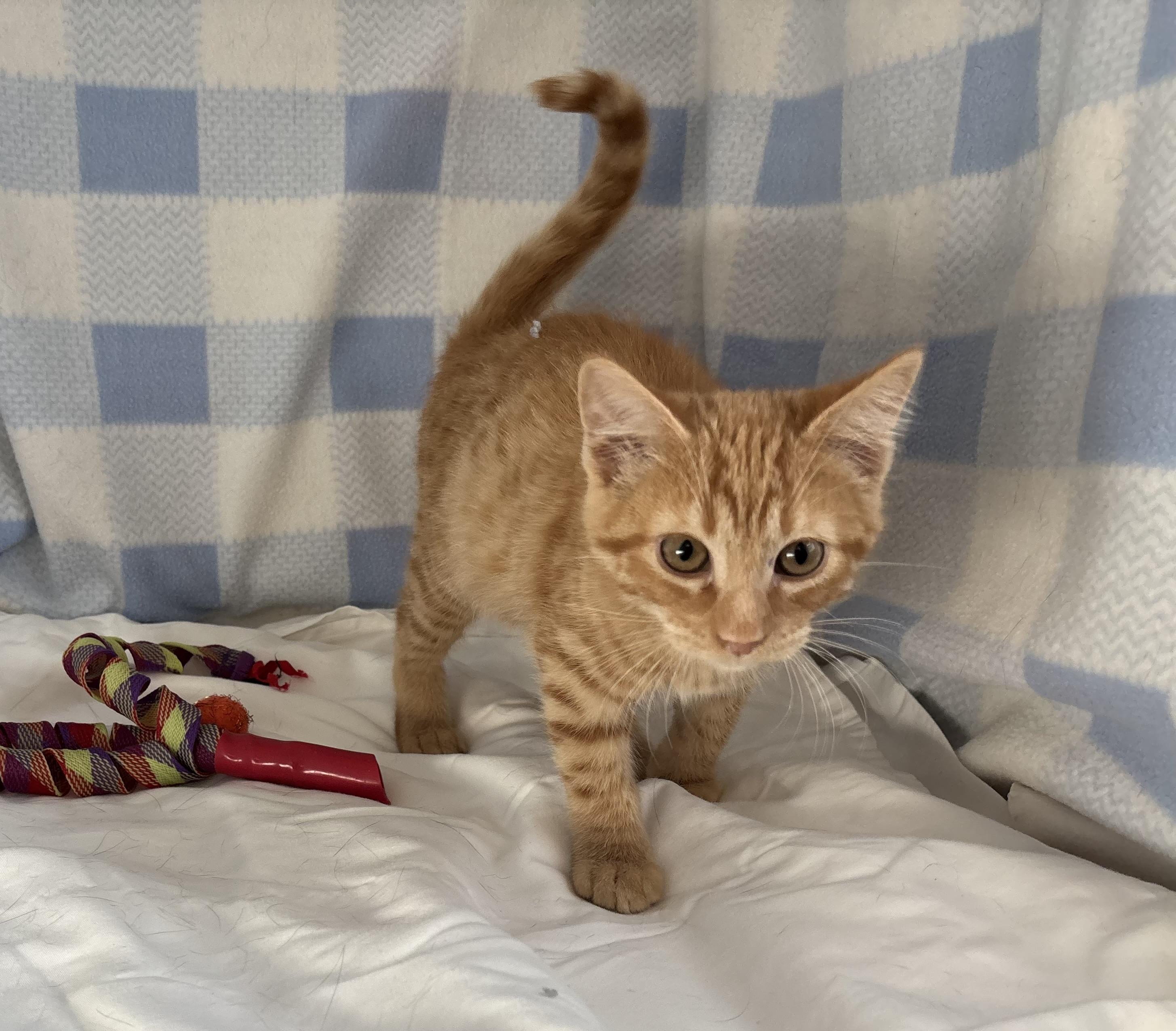 Sardine, a Adoptable Domestic Short Hair in Torrington, WY image 4/6