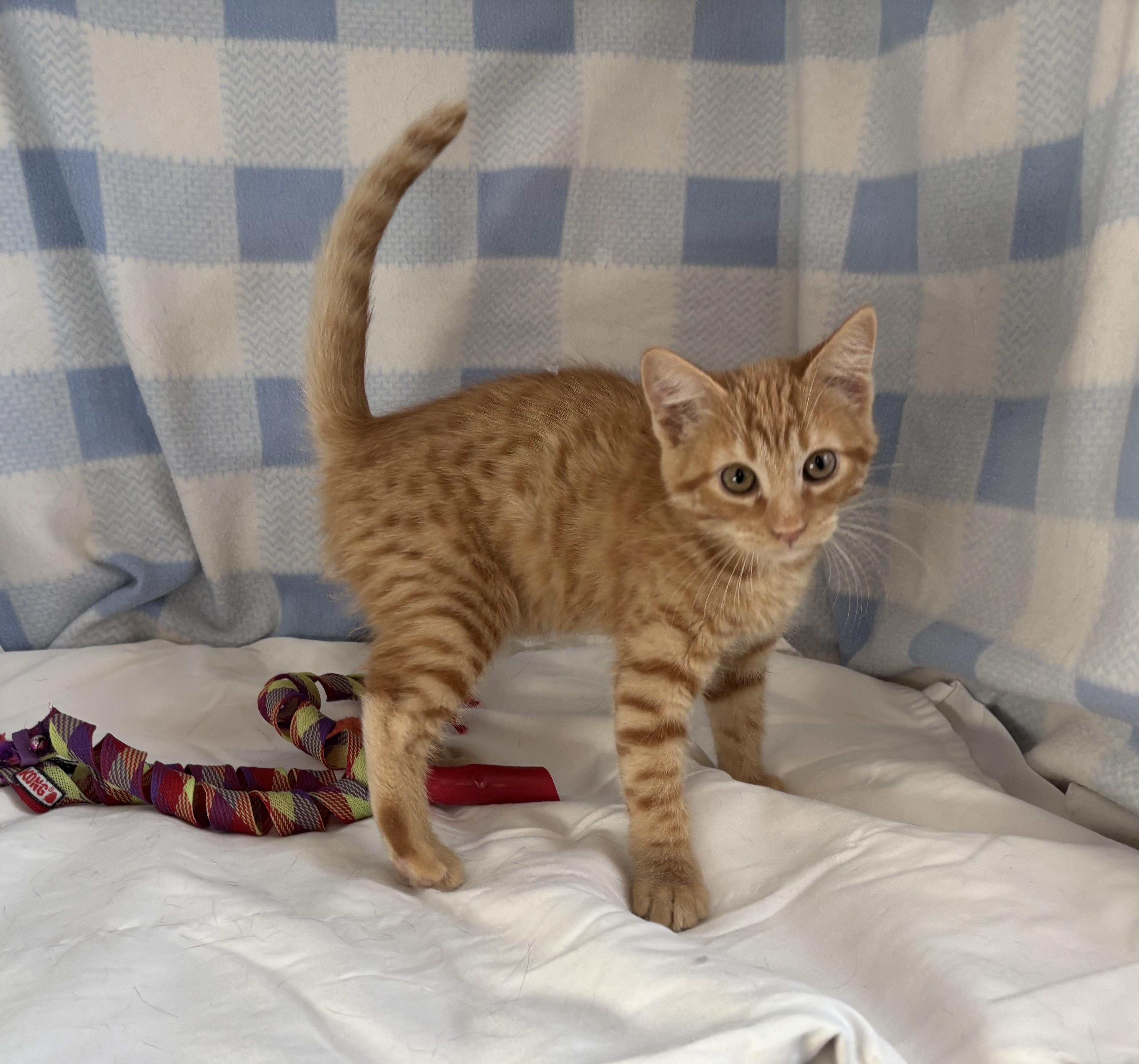 Sardine, Adoptable, Kitten Male Domestic Short Hair.