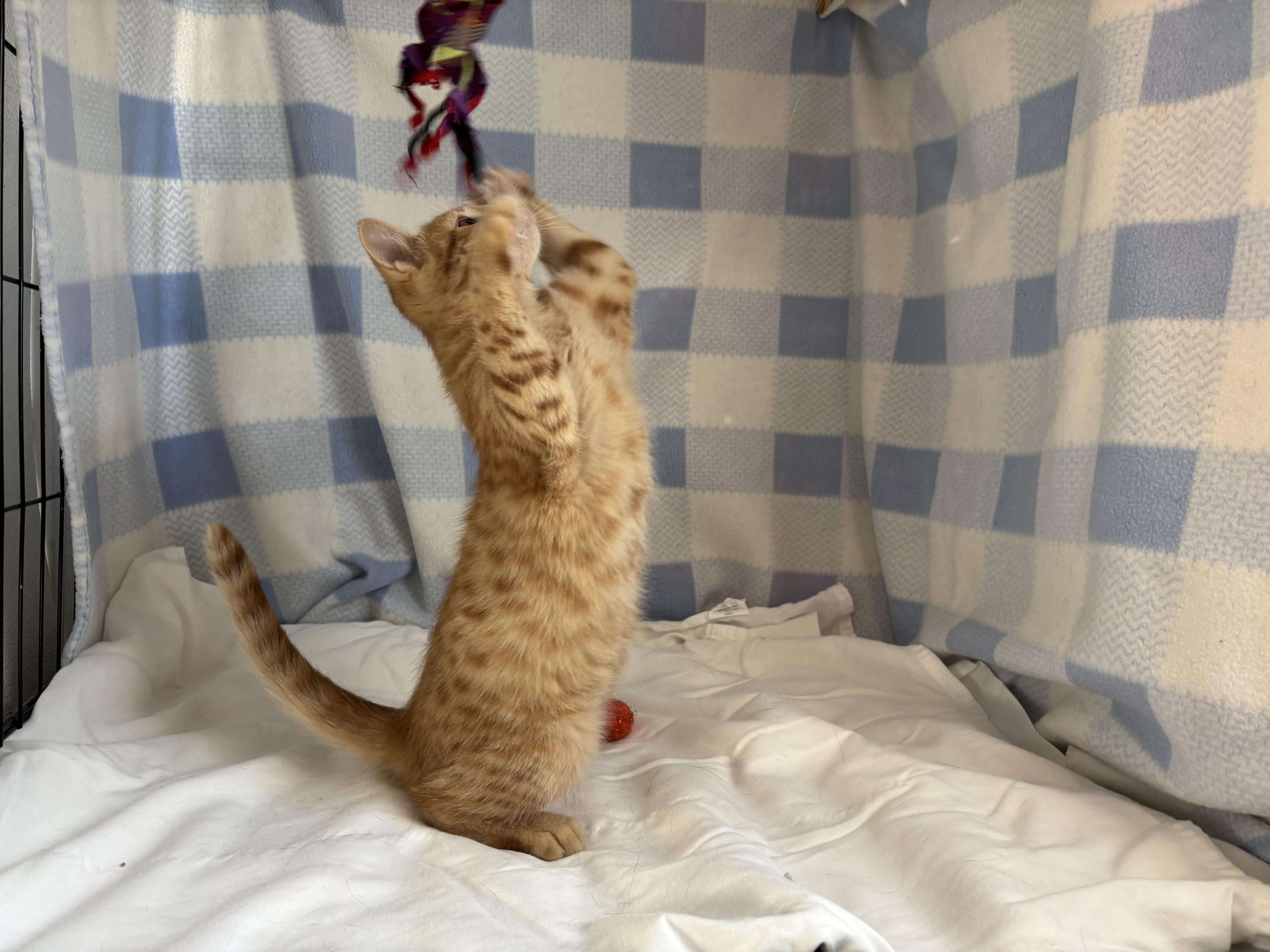 Sardine, a Adoptable Domestic Short Hair in Torrington, WY image 5/6