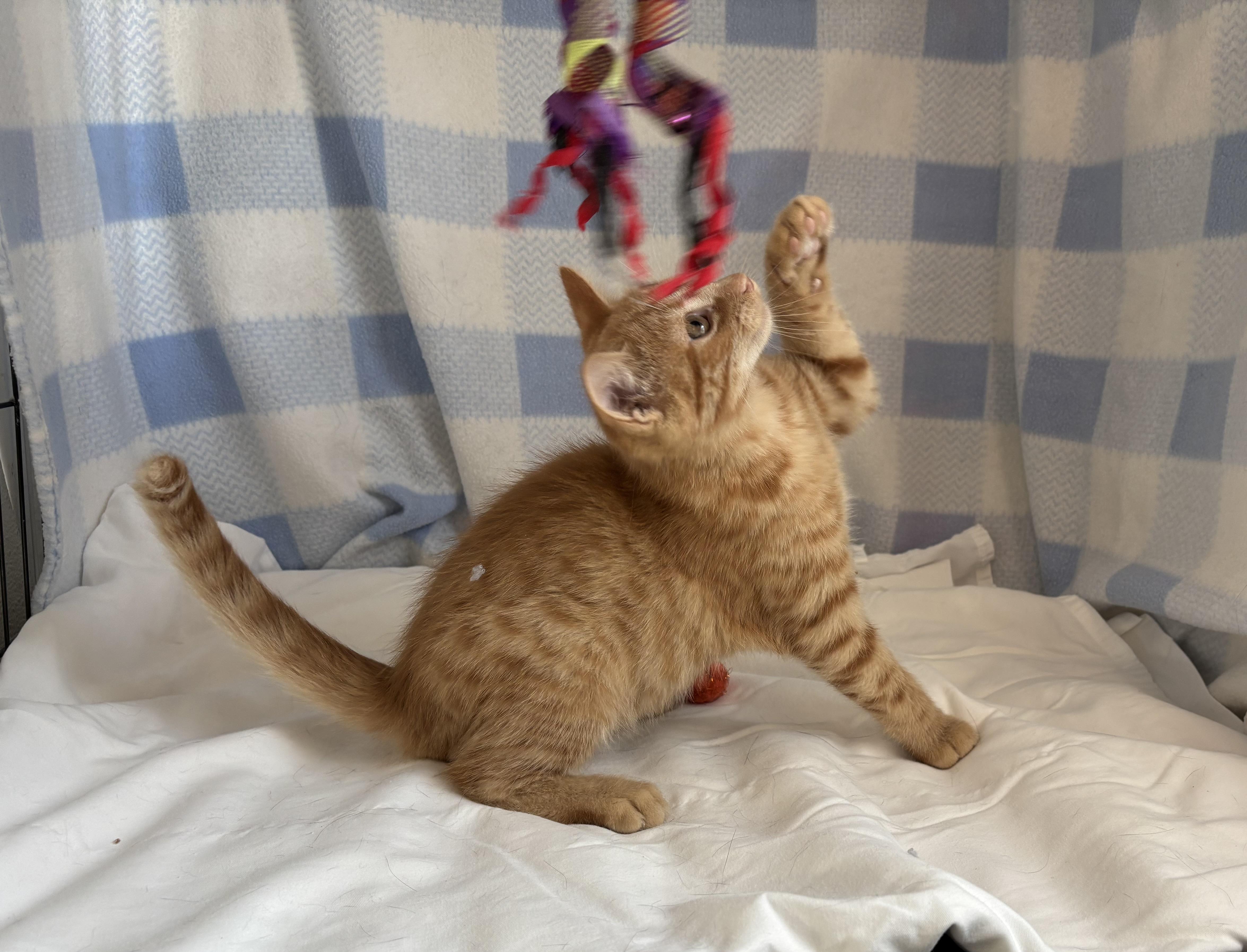 Sardine, a Adoptable Domestic Short Hair in Torrington, WY image 2/6