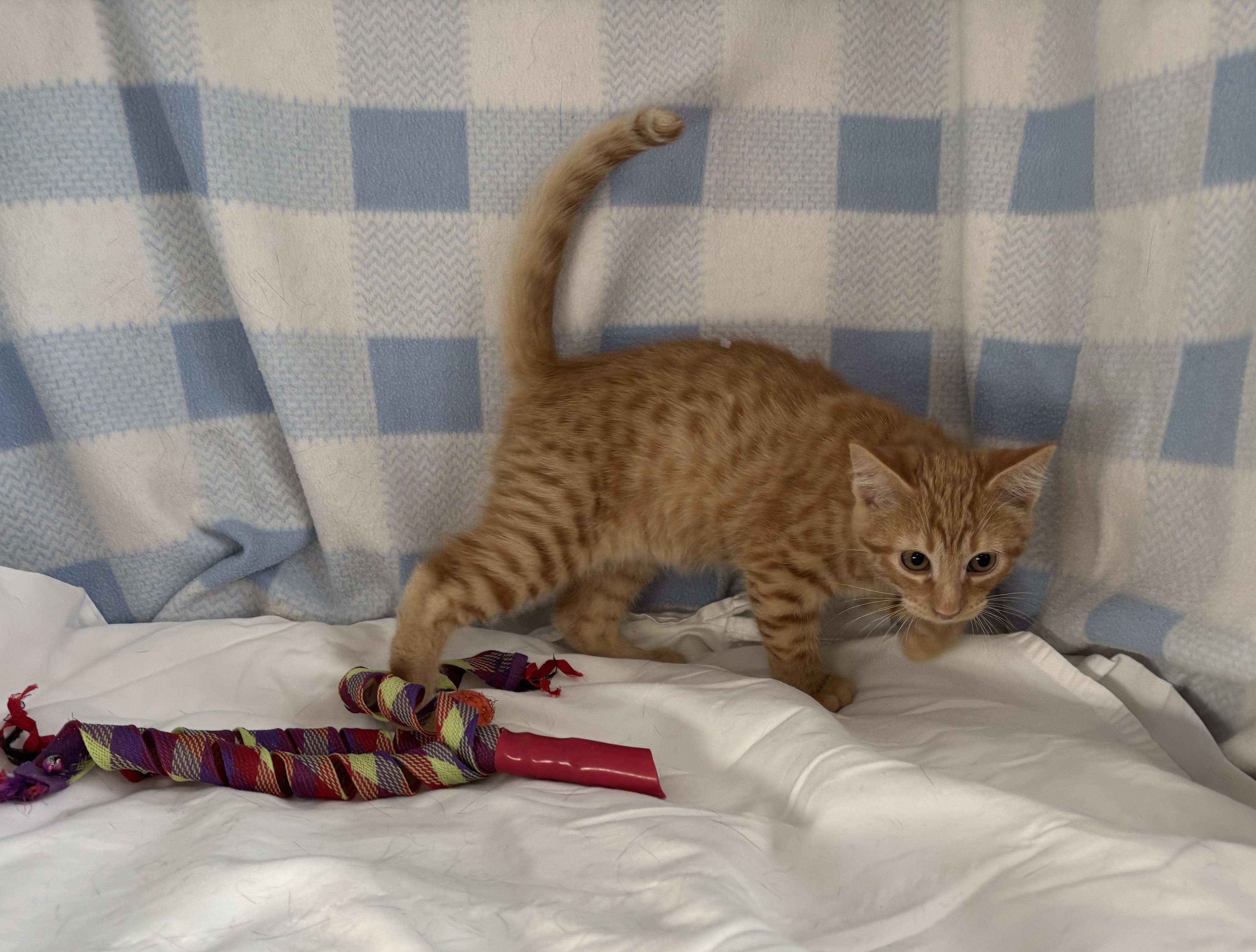 Sardine, a Adoptable Domestic Short Hair in Torrington, WY image 6/6