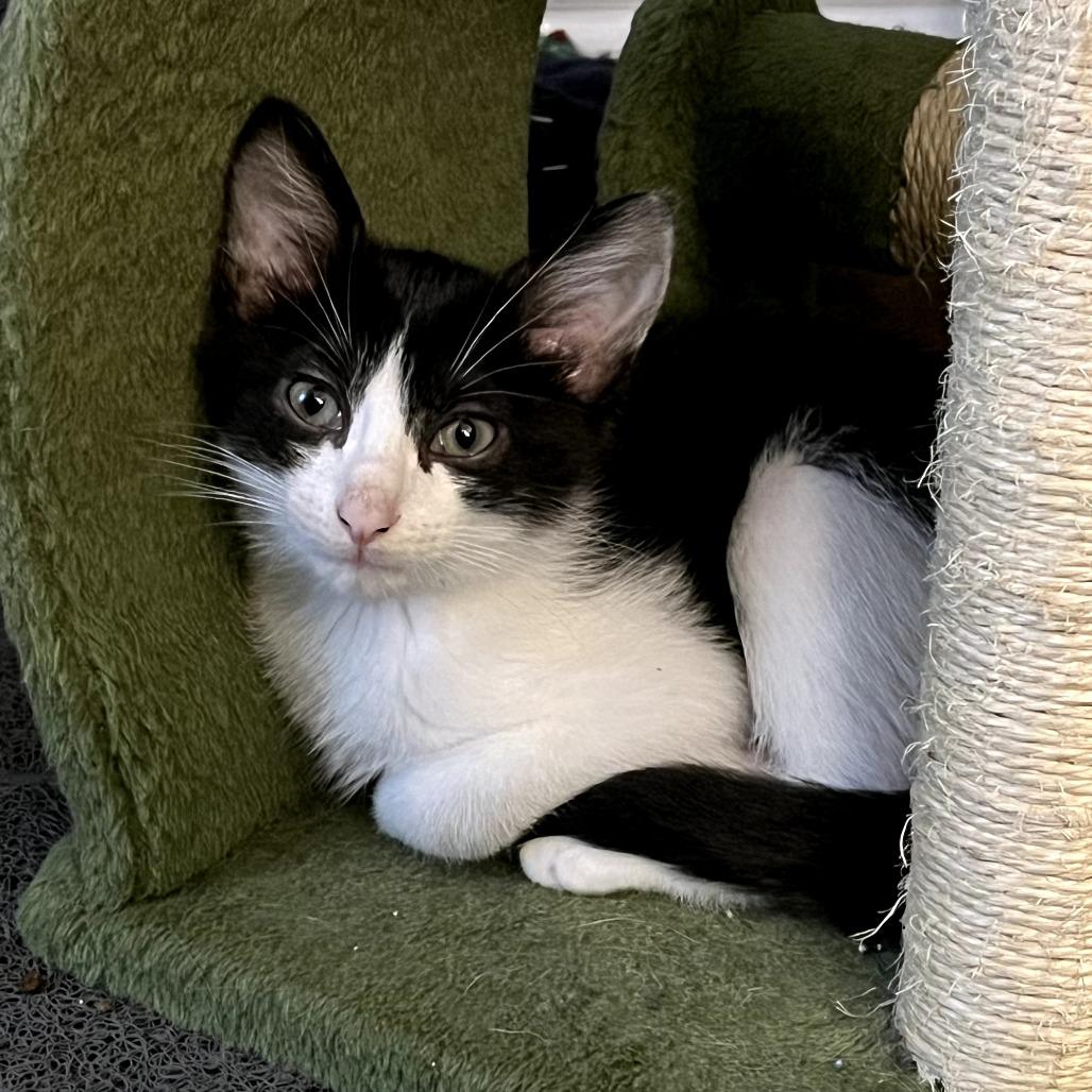 Samuel, Adoptable, Kitten Male Domestic Short Hair.