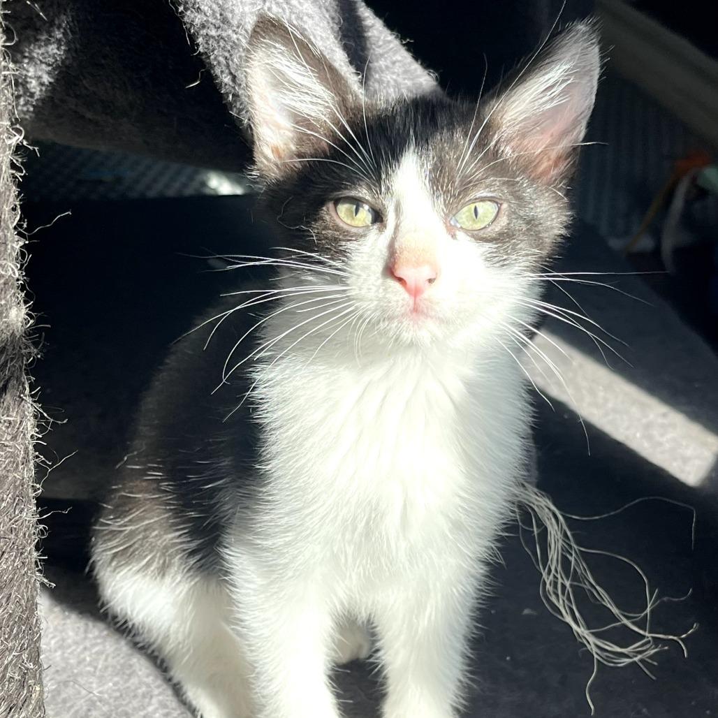 Enlarge Samuel, a Adoptable Domestic Short Hair in Fort Worth, TX image 2/3