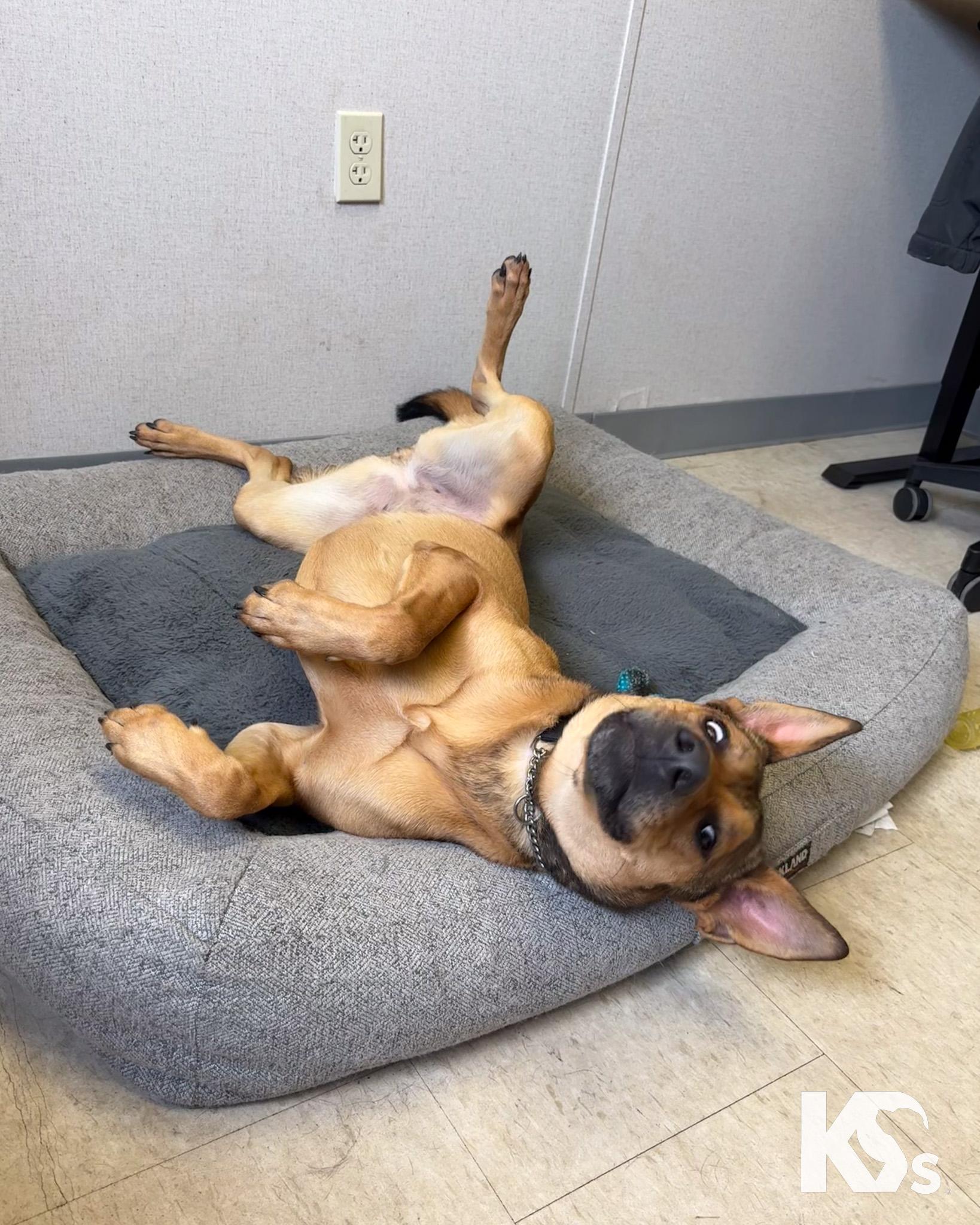 Puma, a Adoptable mixed breed in Ponte Vedra, FL image 2/6