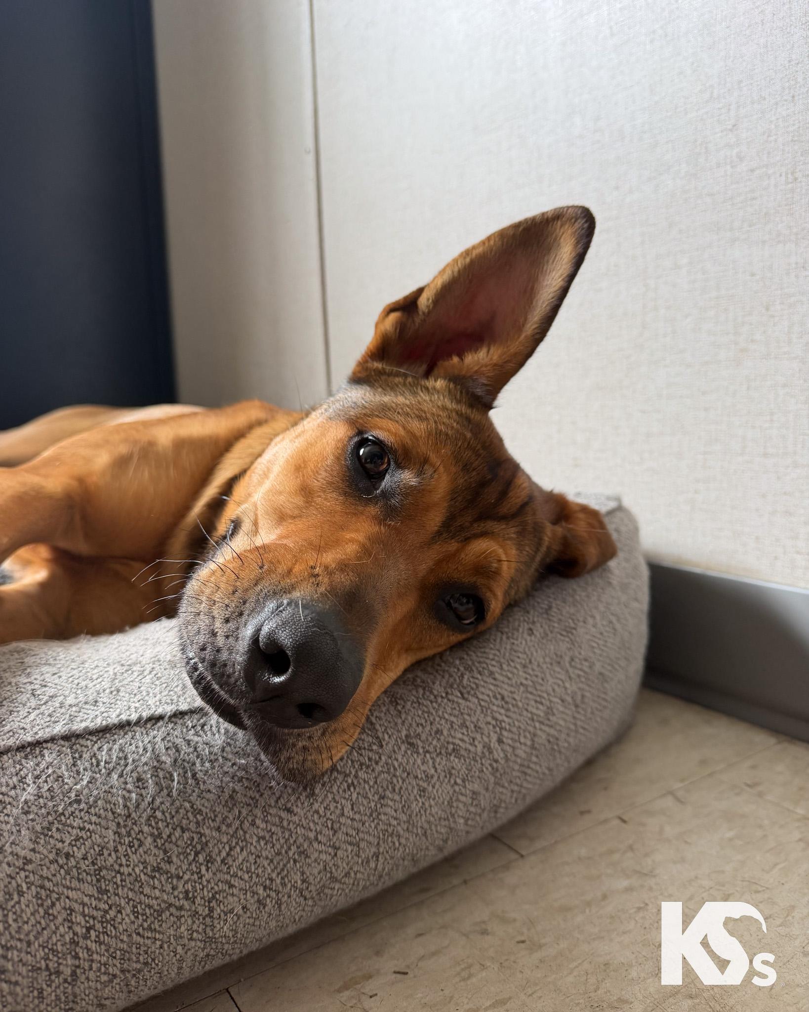 Puma, a Adoptable mixed breed in Ponte Vedra, FL image 6/6