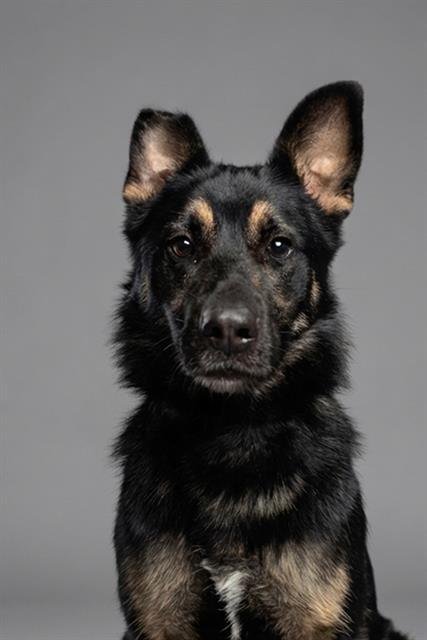 Enlarge ROSA, a Adoptable German Shepherd Dog in Belleville, IL image 1/1