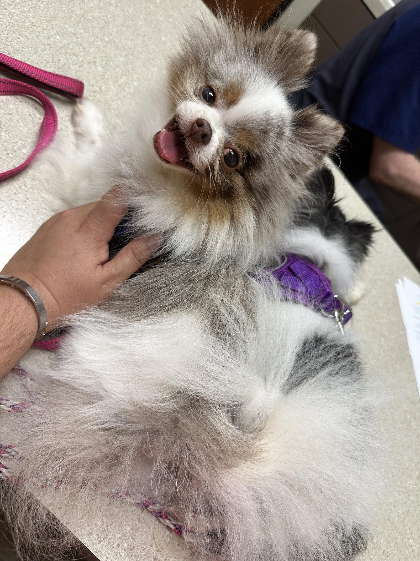 Venus, Adopted, Adult Female Pomeranian.