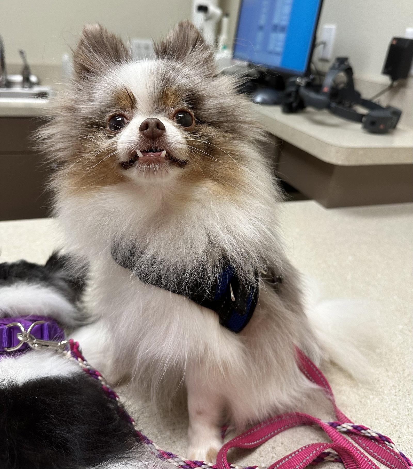 Enlarge Venus, a Adopted Pomeranian in Garland, TX image 2/2
