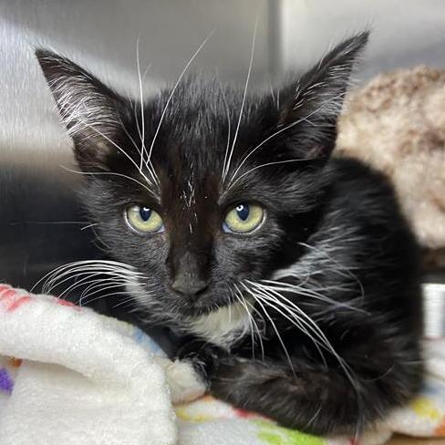 India, Adoptable, Kitten Male Domestic Short Hair.