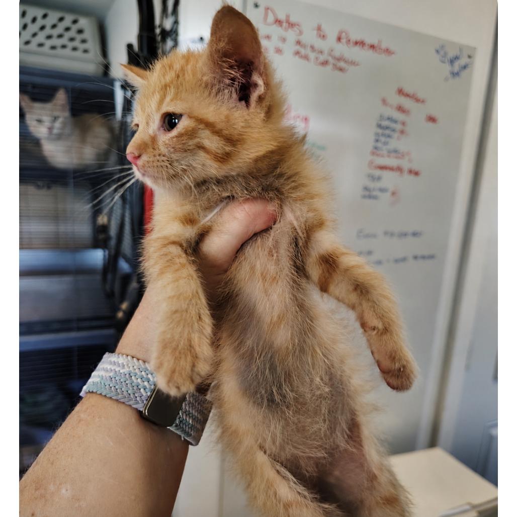 Frito, Adoptable, Kitten Male Domestic Short Hair.