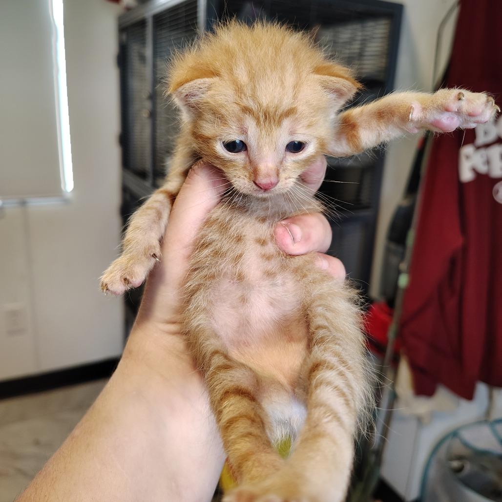 Frito, a Adoptable Domestic Short Hair in Osawatomie, KS image 2/3