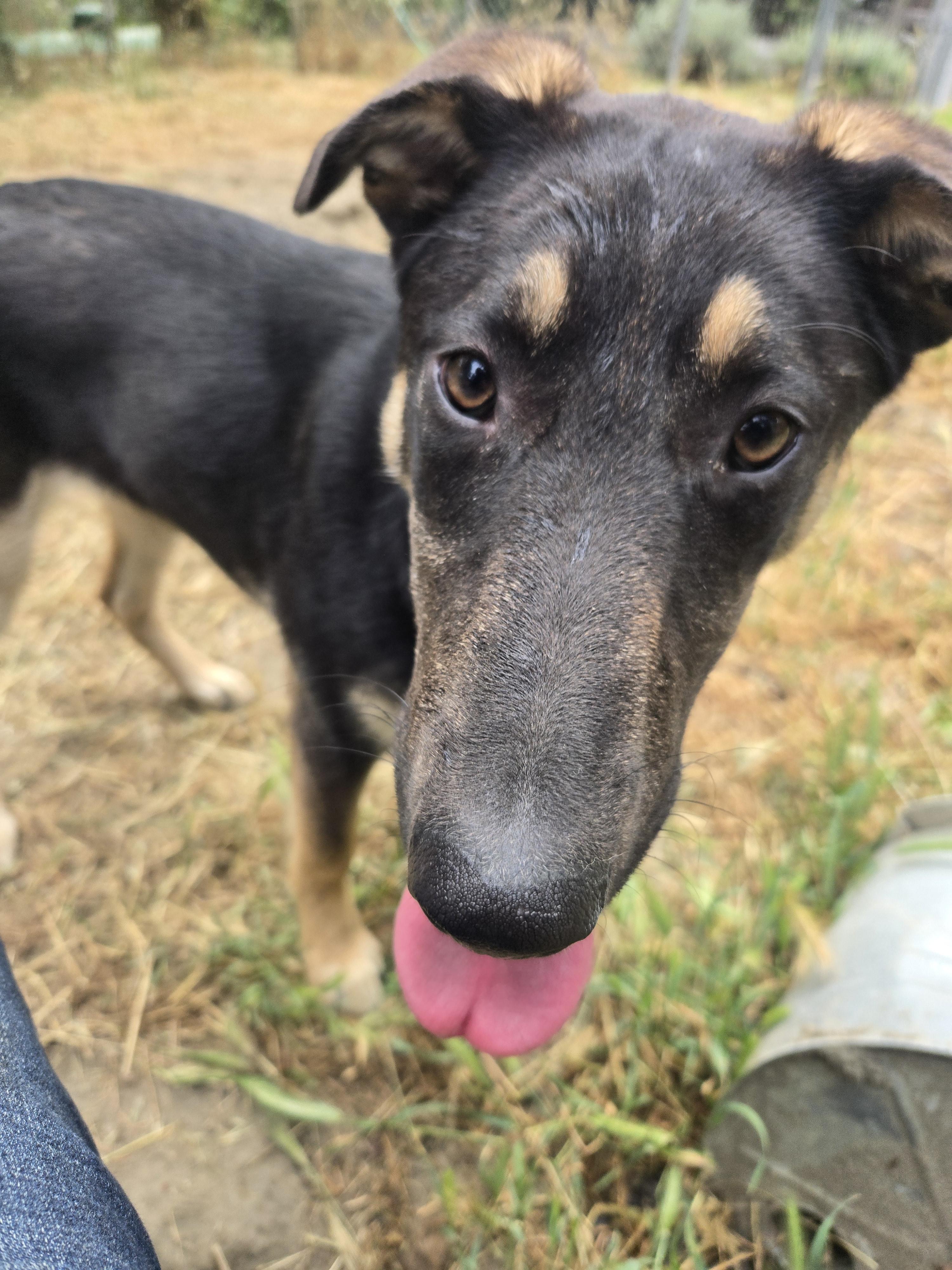 Ricky, an adoptable mixed breed in Hoopa, CA image 5/6