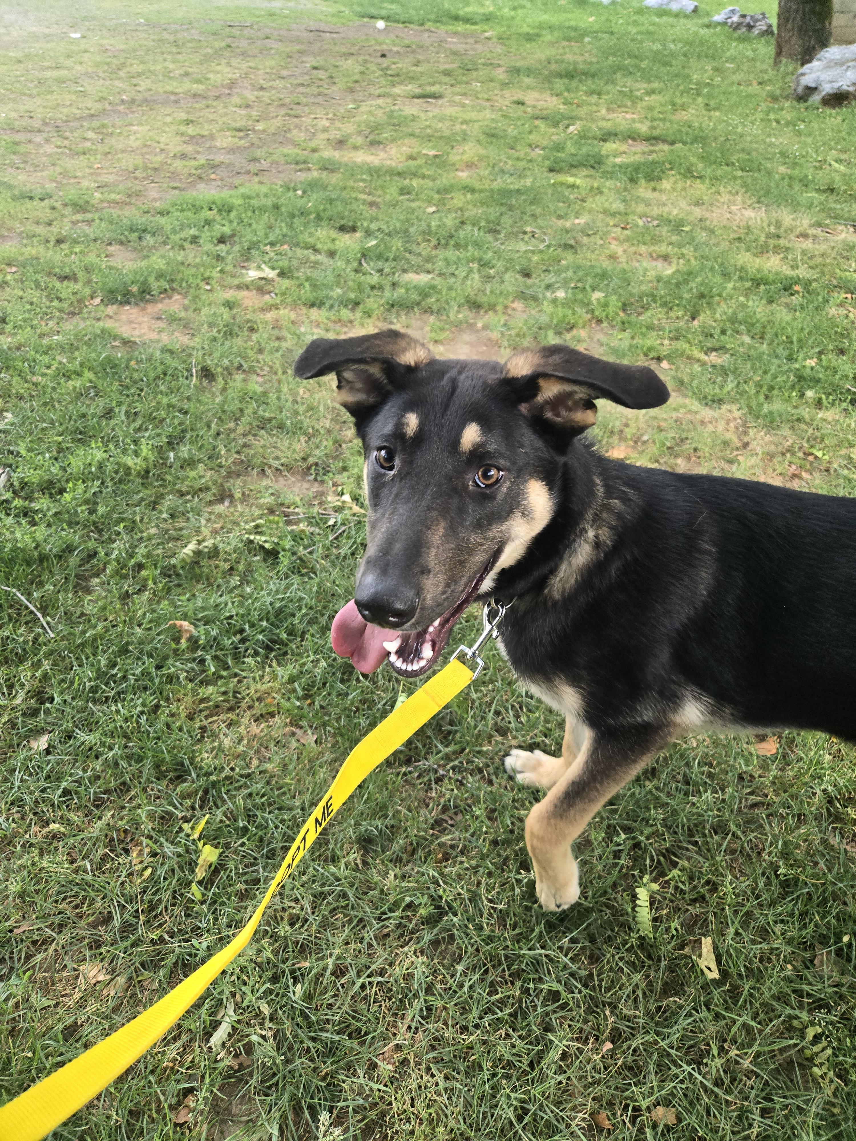 Ricky, an adoptable mixed breed in Hoopa, CA image 6/6