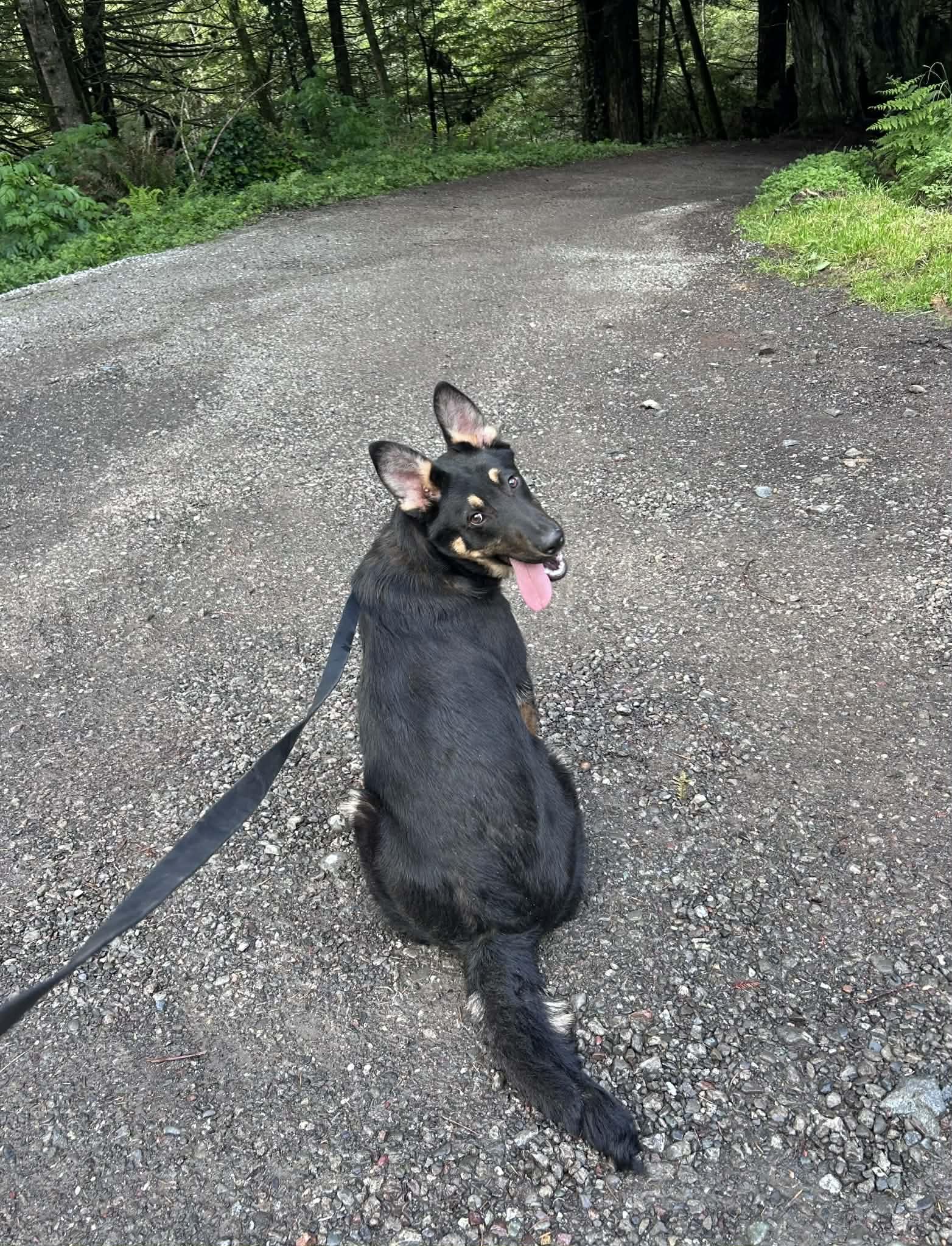 Red , ADOPTABLE, Young Male Shepherd.