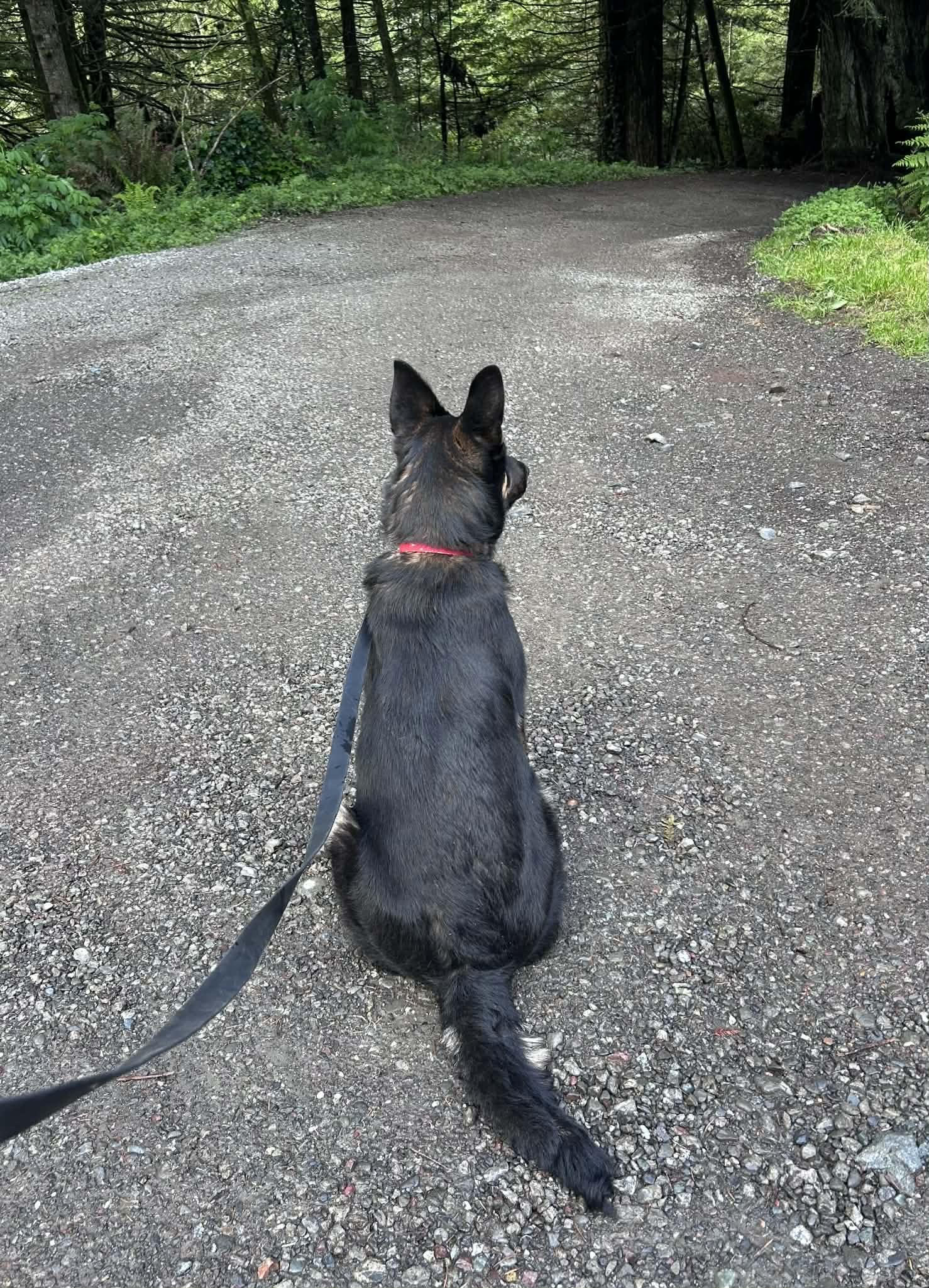 Enlarge Red , a ADOPTABLE mixed breed in Hoopa, CA image 2/2