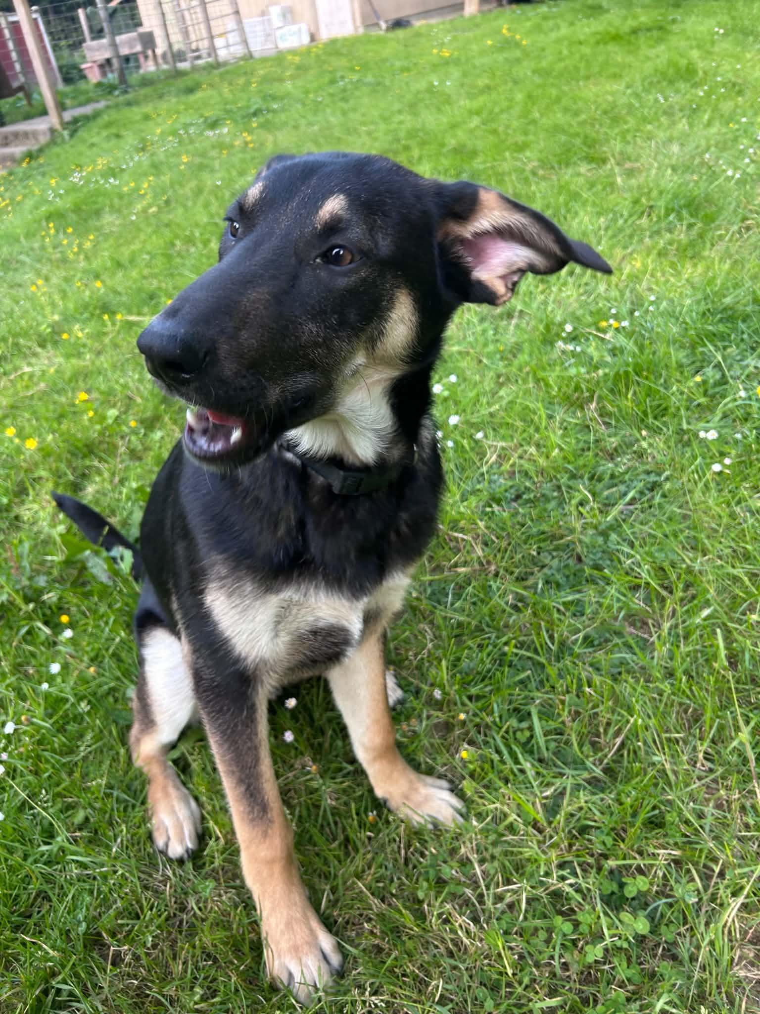 Enlarge Ricky, an adoptable mixed breed in Hoopa, CA image 1/3
