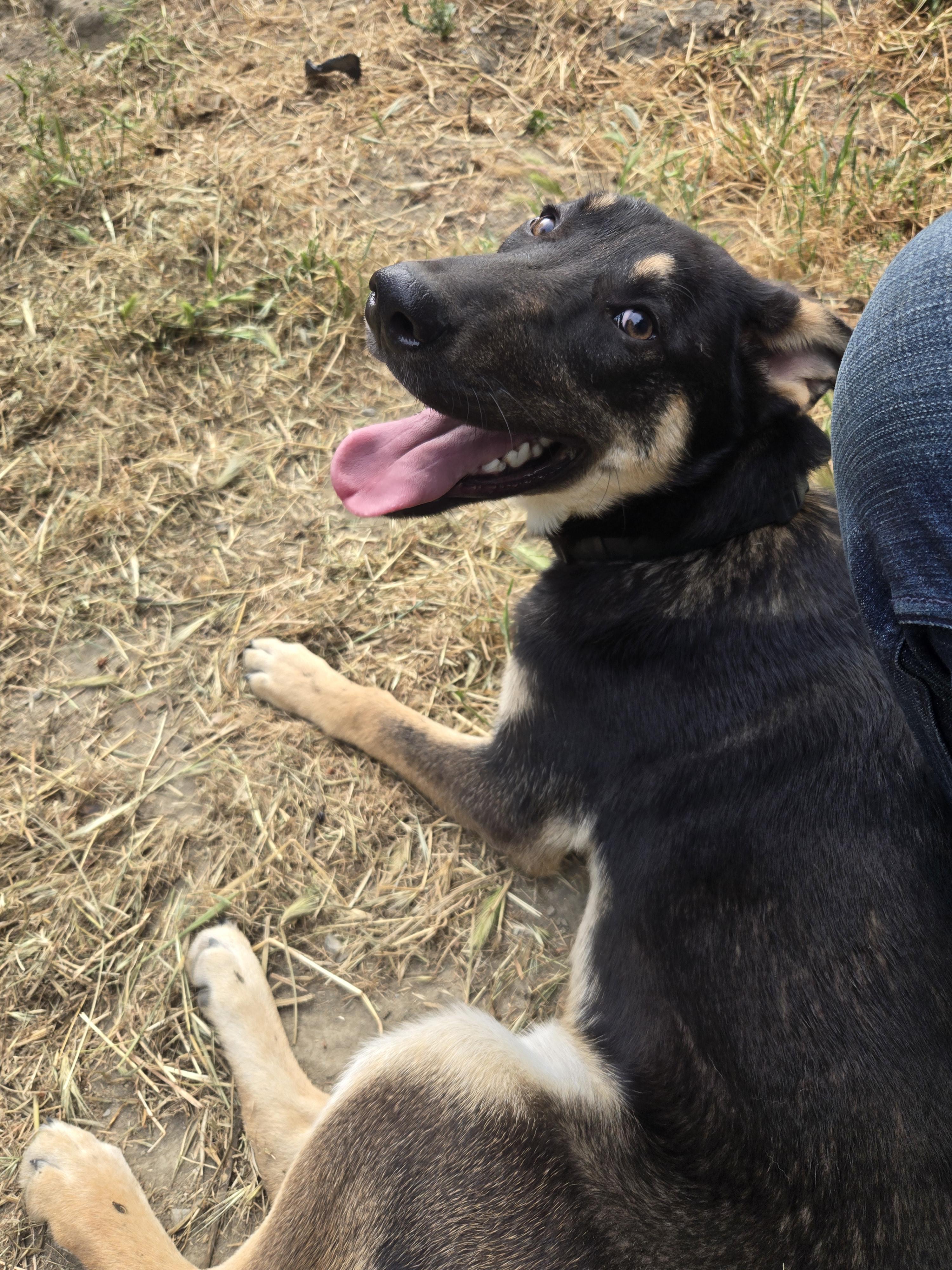 Ricky, an adoptable mixed breed in Hoopa, CA image 4/6