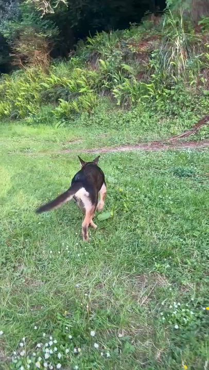 Enlarge Ricky, an adoptable mixed breed in Hoopa, CA video 3/3