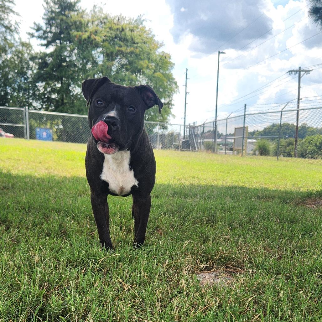 Enlarge Meenie, a Adoptable Mixed Breed in Danville, KY image 1/6