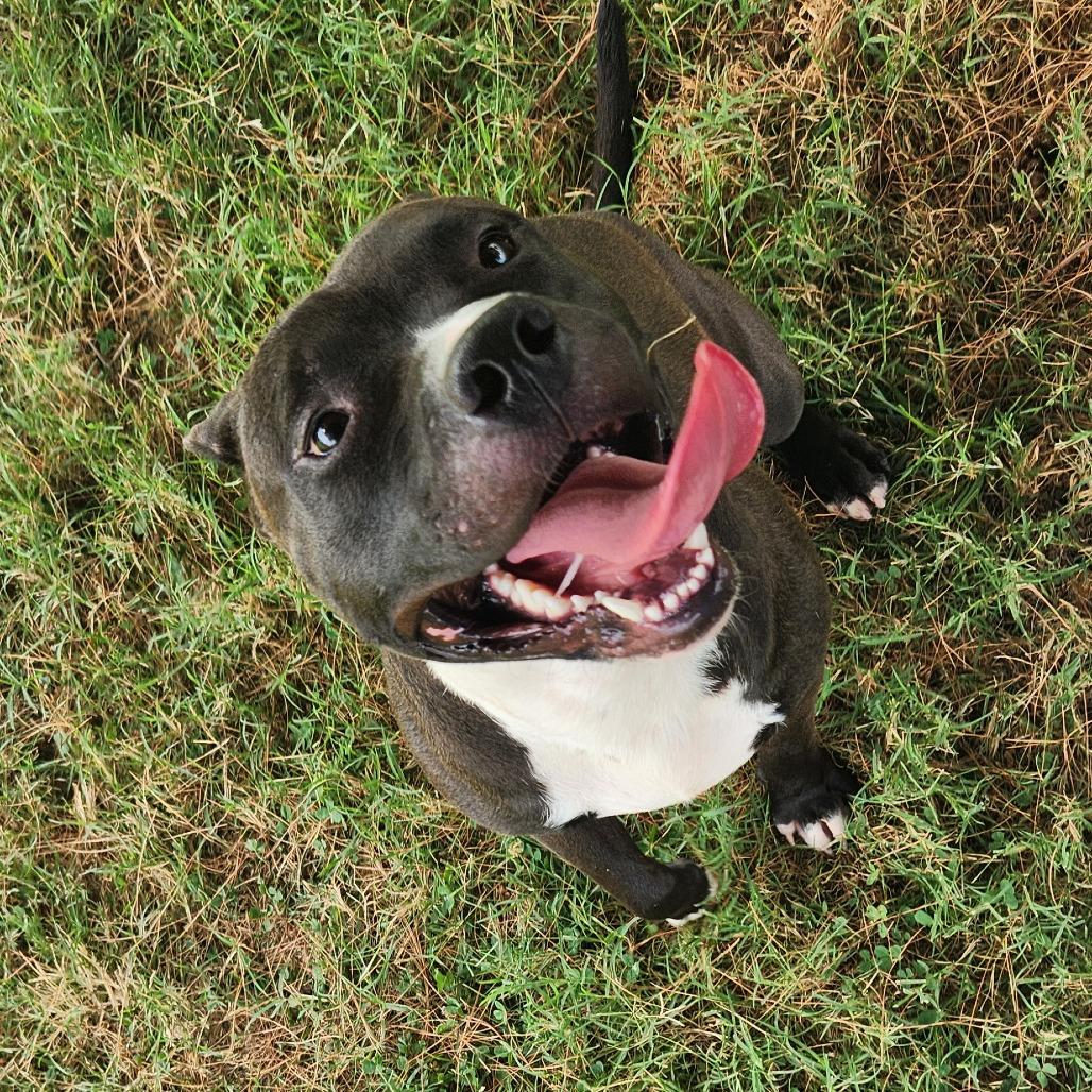 Enlarge Meenie, a Adoptable Mixed Breed in Danville, KY image 2/6