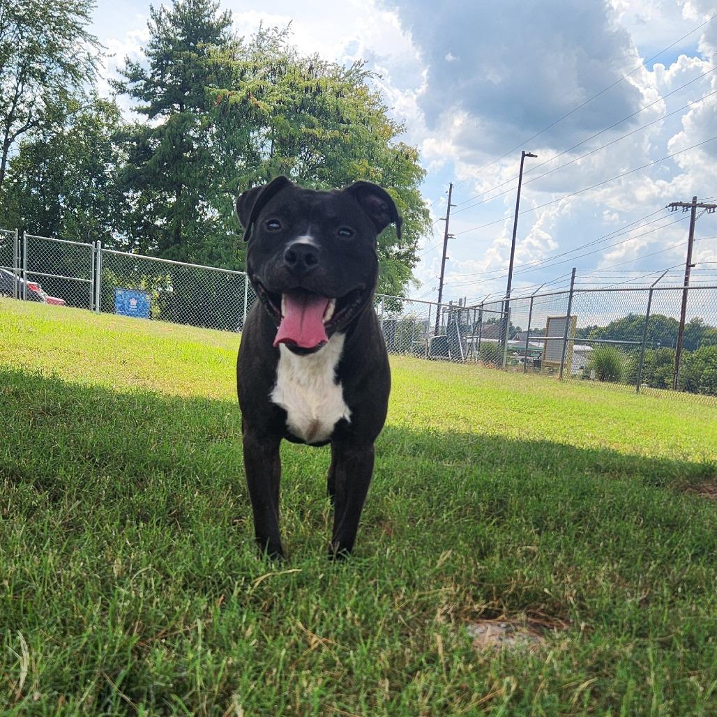 Enlarge Meenie, a Adoptable Mixed Breed in Danville, KY image 3/6