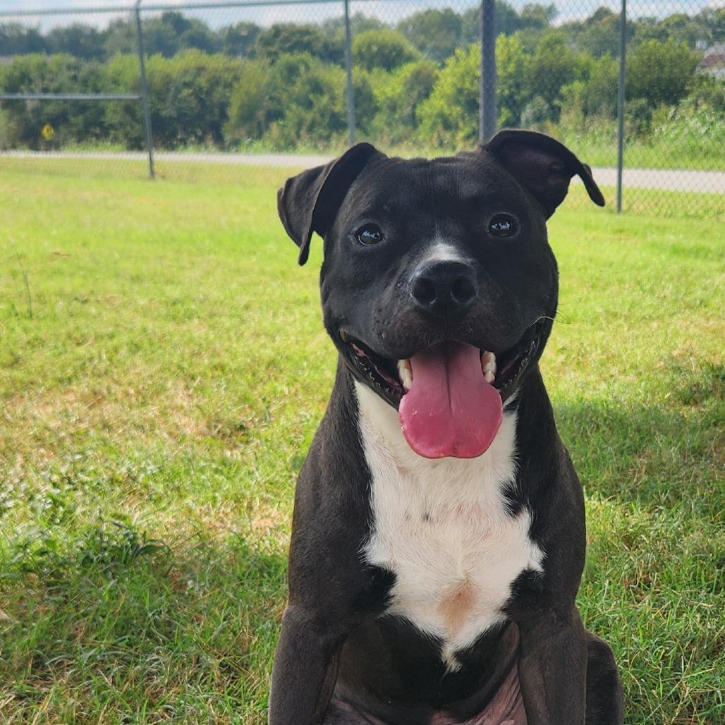 Enlarge Meenie, a Adoptable Mixed Breed in Danville, KY image 6/6