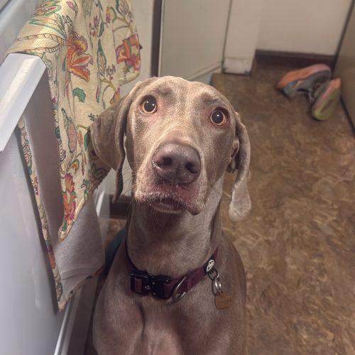 Freya, Adoptable, Young Female Weimaraner.