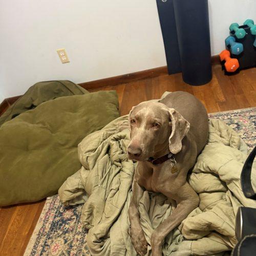 Enlarge Freya, a Adoptable Weimaraner in Grand Rapids, MI image 2/6