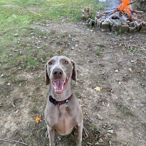 Enlarge Freya, a Adoptable Weimaraner in Grand Rapids, MI image 3/6
