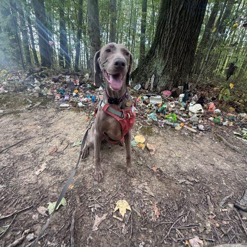 Enlarge Freya, a Adoptable Weimaraner in Grand Rapids, MI image 4/6