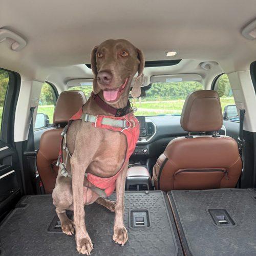 Enlarge Freya, a Adoptable Weimaraner in Grand Rapids, MI image 5/6