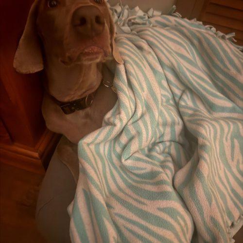Enlarge Freya, a Adoptable Weimaraner in Grand Rapids, MI image 6/6